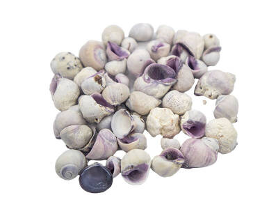 Ay Kabuğu Mor - Deniz Kabuğu 100 GR - 4