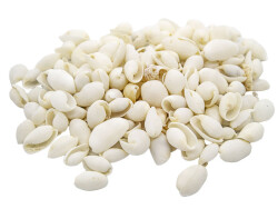Beyaz Deniz Kabuğu 1 KG - 2