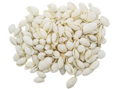 Beyaz Deniz Kabuğu 100 GR - 2