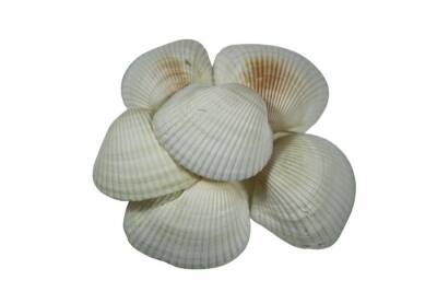 Deniz Kabuğu Arca Arca Yerli 1 KG - 4