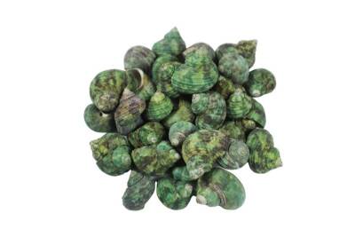Deniz Kabuğu Bruneus 1 KG - 4