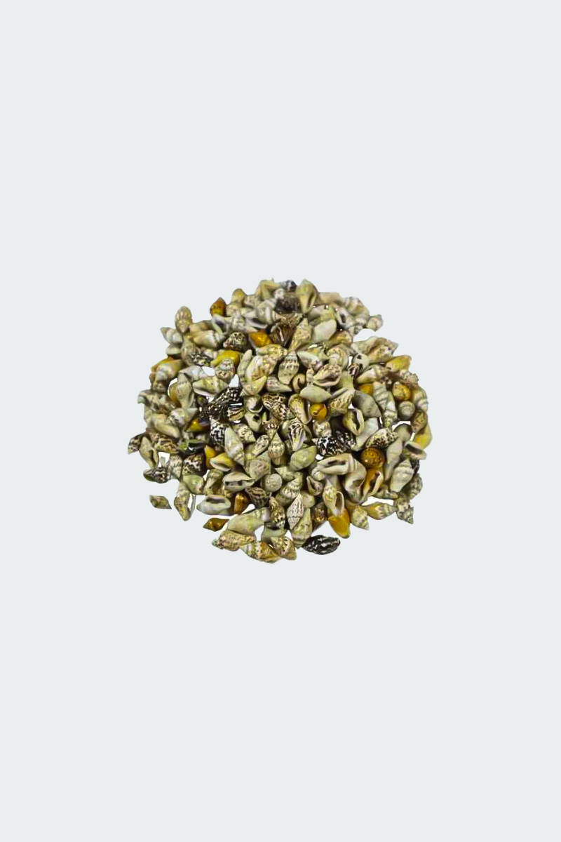 Deniz Kabuğu Nassa Shell 100GR - 1