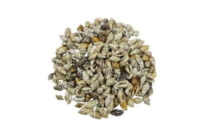 Deniz Kabuğu Nassa Shell 1 CM - 100 GR - 2