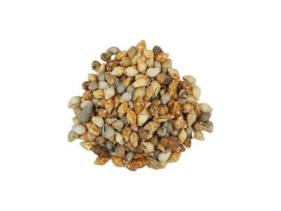 Deniz Kabuğu Naturel 1 CM - 100 GR - 2