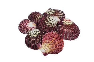Deniz Kabuğu Pecten Phallıum 1 KG - 2