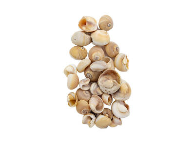 Deniz Kabuğu Salyangoz 2 CM - 100 GR - 2