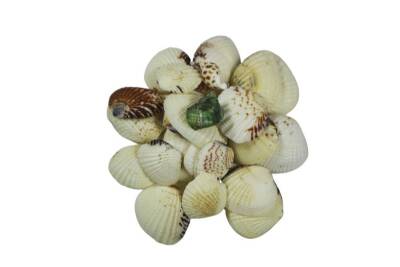 Deniz Kabuğu Tiger Clam 100 GR - 5
