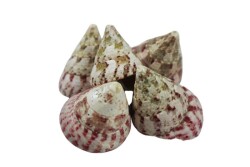 Deniz Kabuğu Troca Srawberry 1 KG - 4