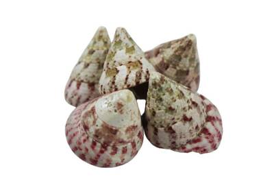 Deniz Kabuğu Troca Srawberry 1 KG - 4